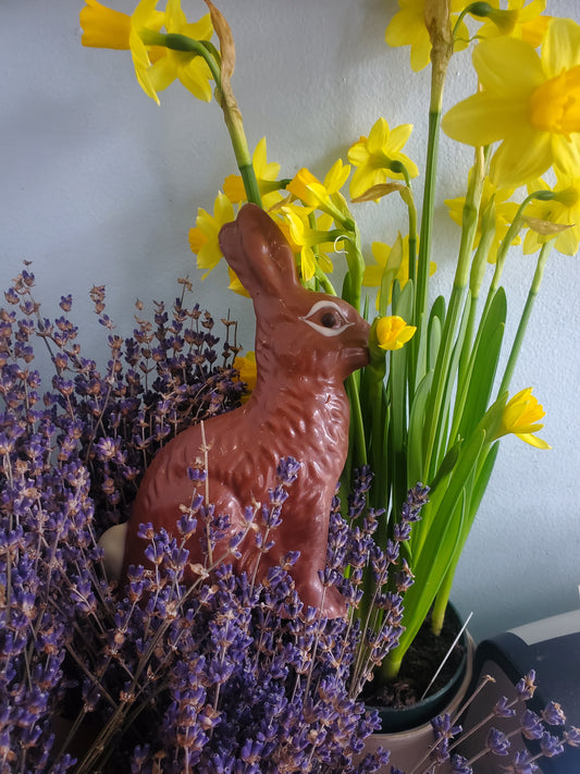 🐰 Meet the Better Bunny: Why Delight’s Fairtrade Organic Easter Bunny Stands Out
