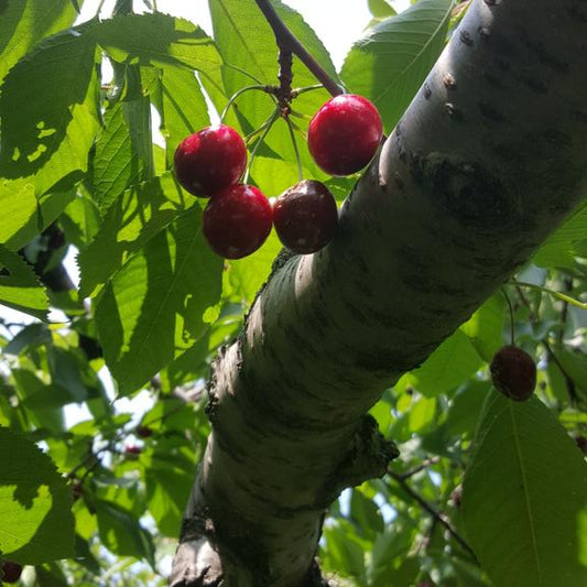 Drunken Cherries in Cab Frac